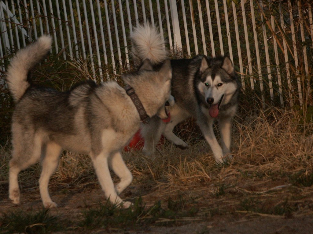 dogs.jpg