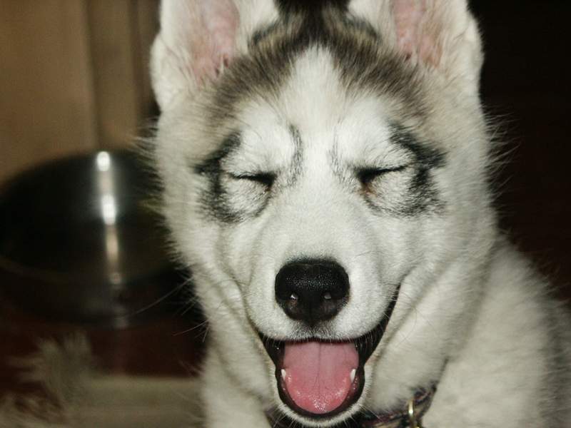 tikiface2.jpg